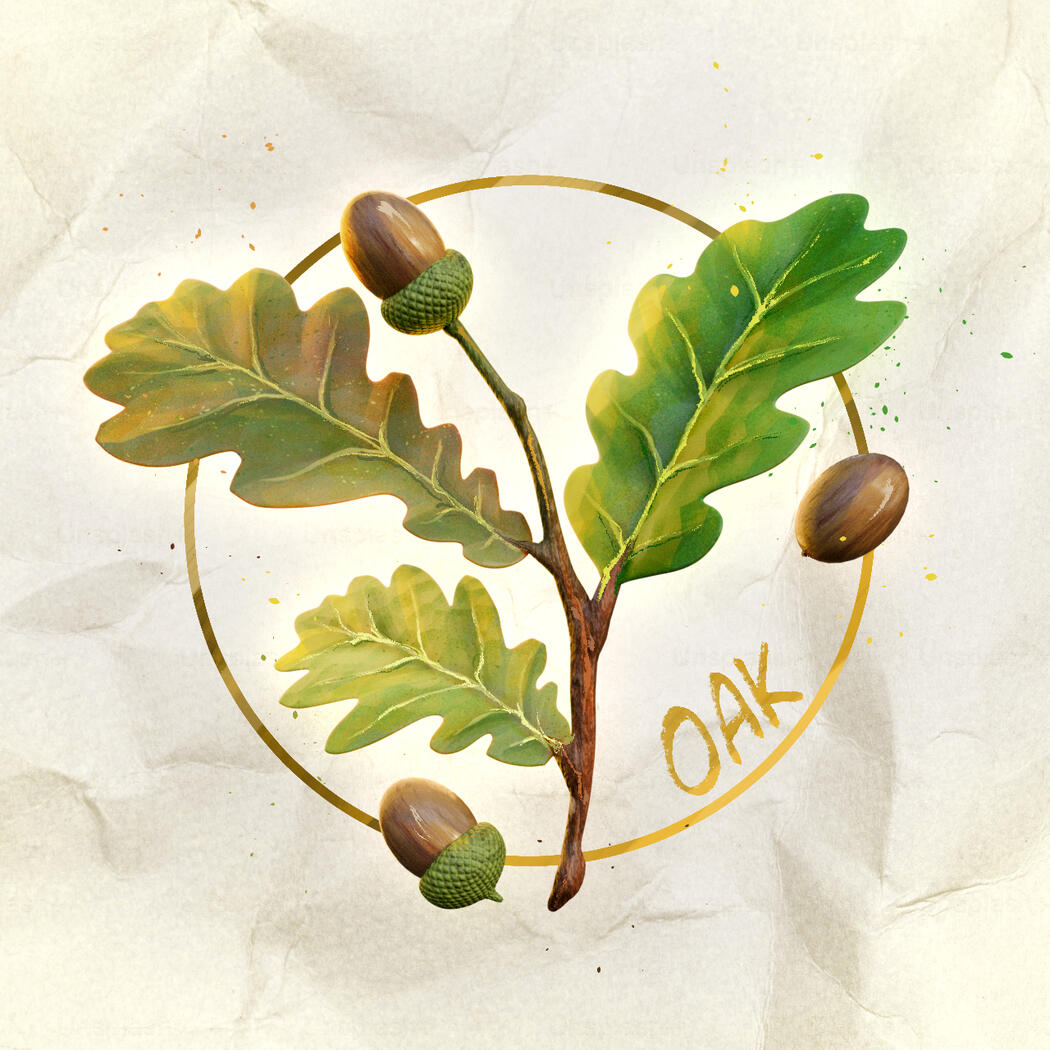 Oak Leaf - 2025
