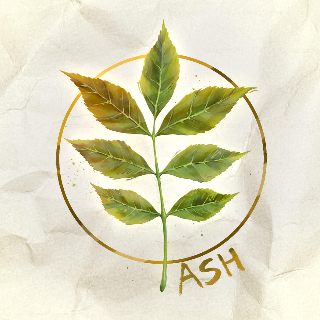 Ash Leaf - 2025