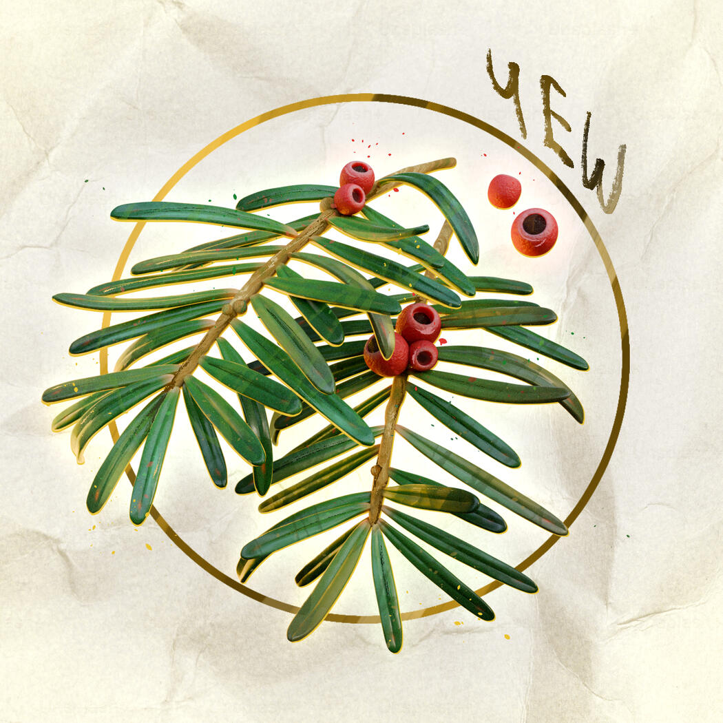 Yew Leaf - 2025